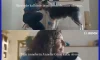“Bosch” zihniyet: Almanya’da çocuklu Türkiye’de köpekli Anneler Günü reklamı